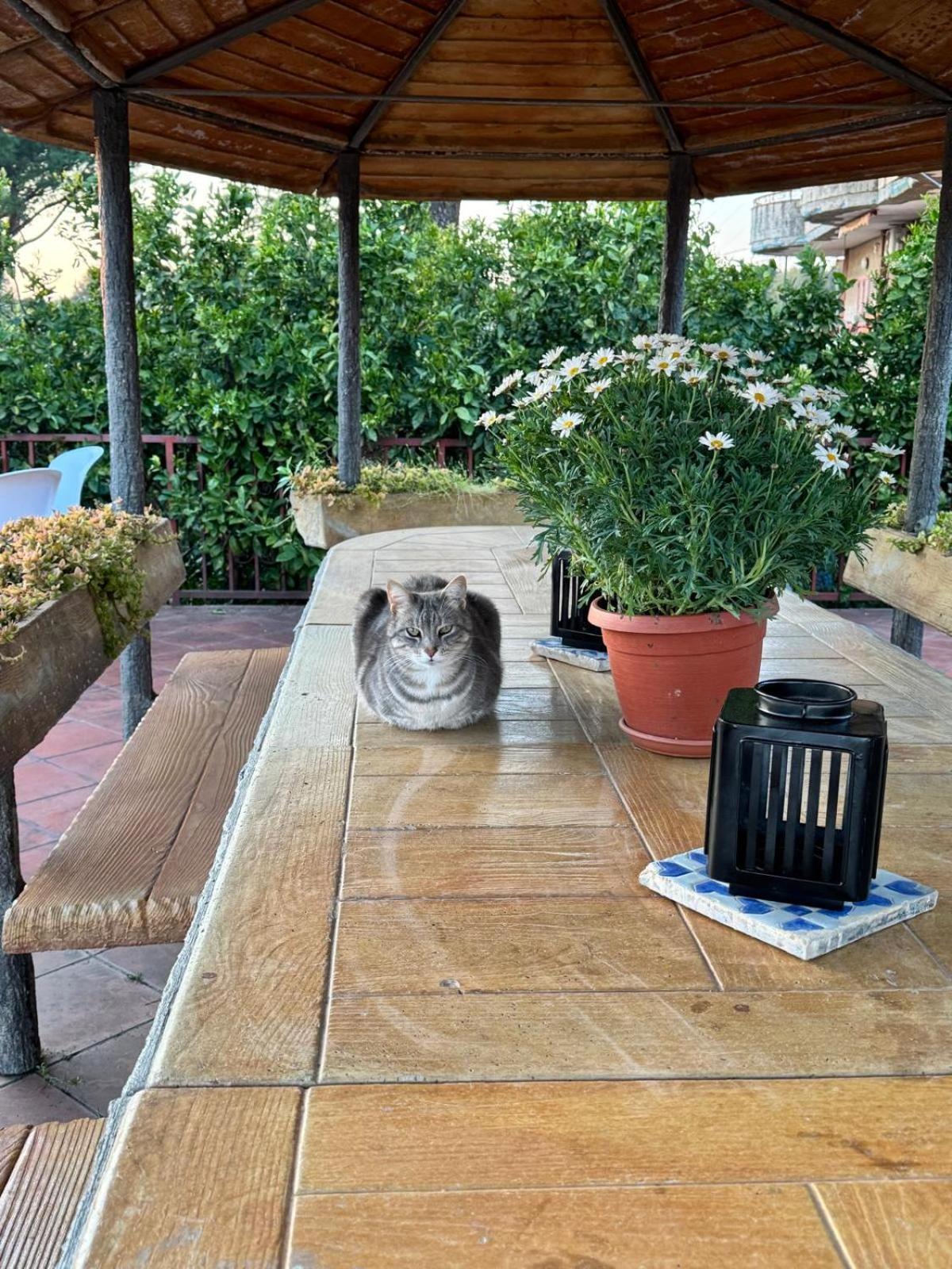 B&B Ioli Vesuvio Ercolano Dış mekan fotoğraf